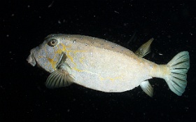 Komodo 2016 - Yellow boxfish - Poisson coffre jaune - Ostracion cubicus - IMG_6406_rc